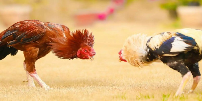 Đá Gà Đòn 32WIN – Sân Chơi Kịch Tính Cho Các Kê Thủ