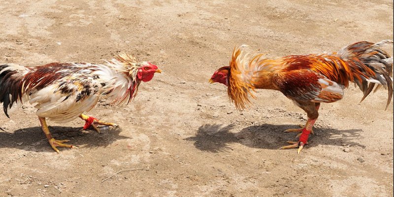 Đá Gà Tre 32WIN – Hướng Dẫn Luật Chơi Cùng Các Mẹo Hay