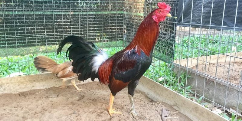 Lý do cần nhận biết chủng loại nào chất lượng?