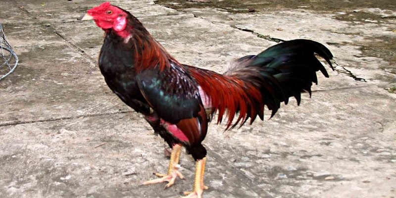 Phân Biệt Các Giống Gà Chọi Tốt Đơn Giản Cho Người Mới