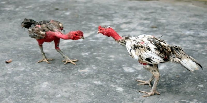 Thông tin cơ bản về đá gà tre 32WIN