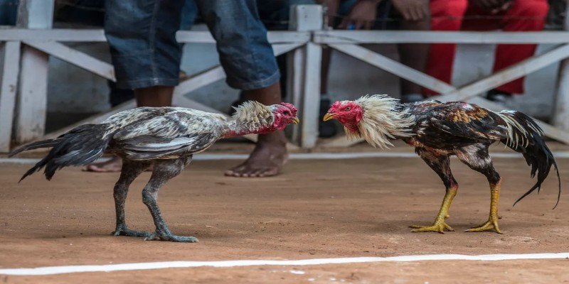Trường Gà Thomo 32WIN Mang Trải Nghiệm Gay Cấn Nhất